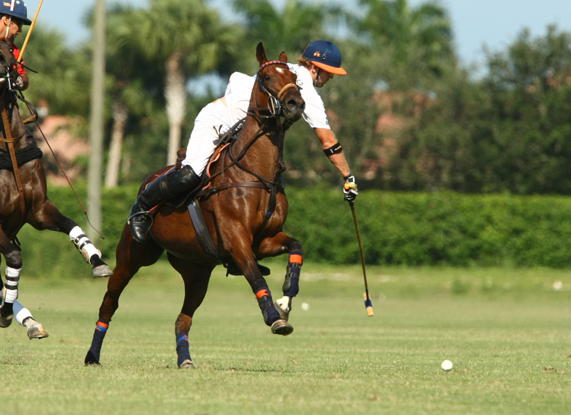 audi polo team elg polo team 2